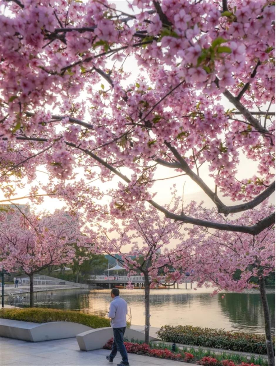 免费!上海这处樱花水岸,小众又治愈