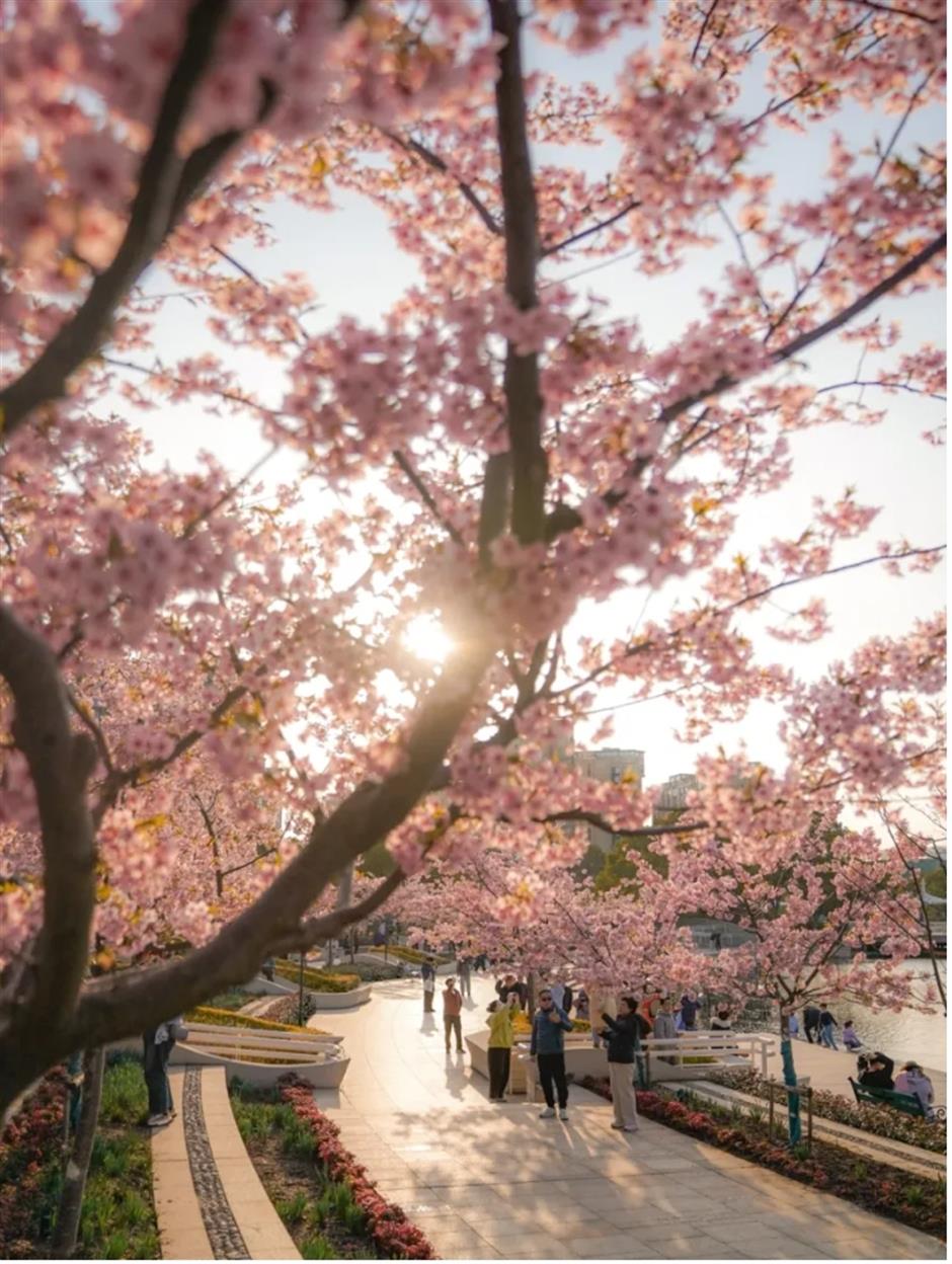 免费!上海这处樱花水岸,小众又治愈