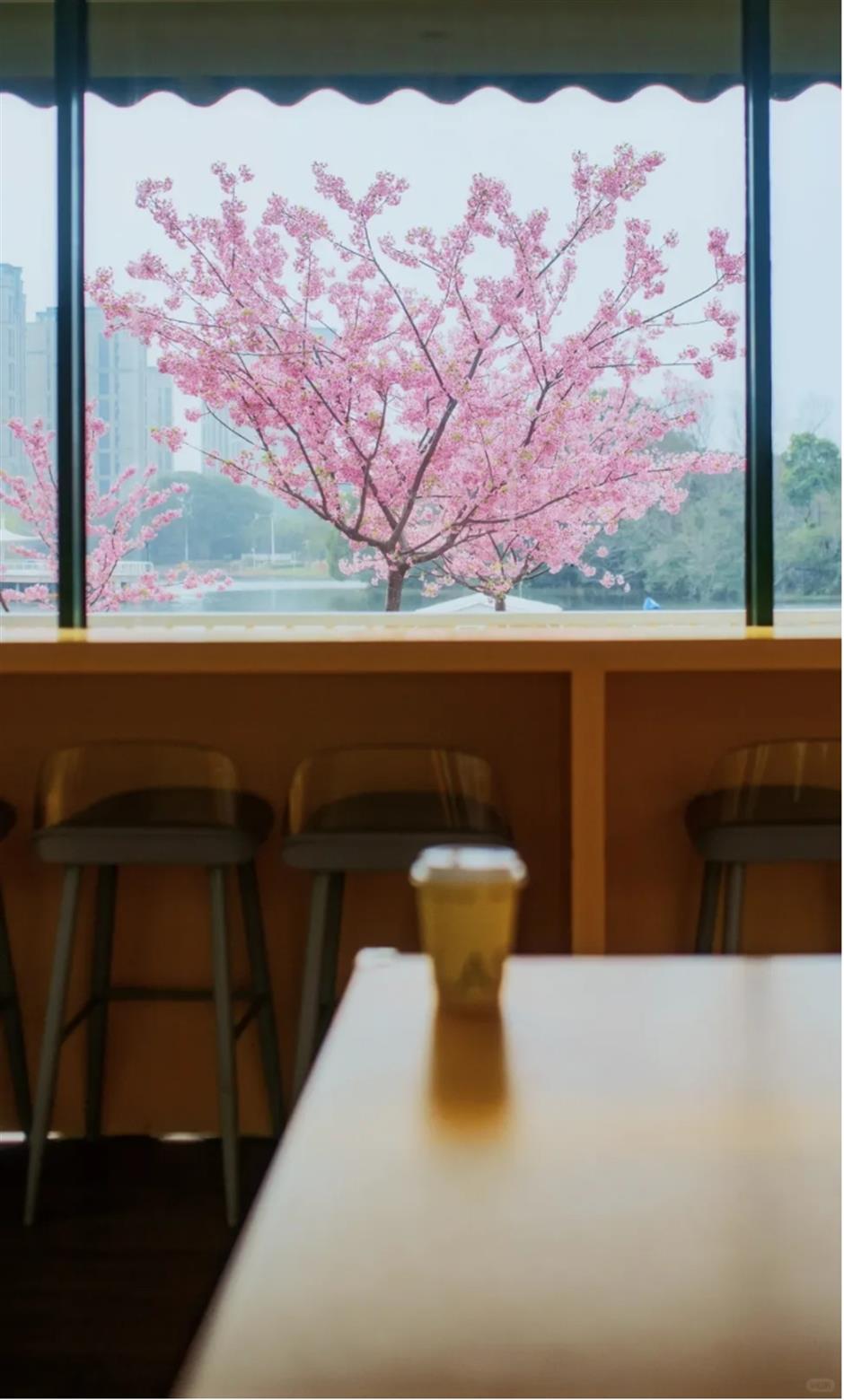 免费!上海这处樱花水岸,小众又治愈