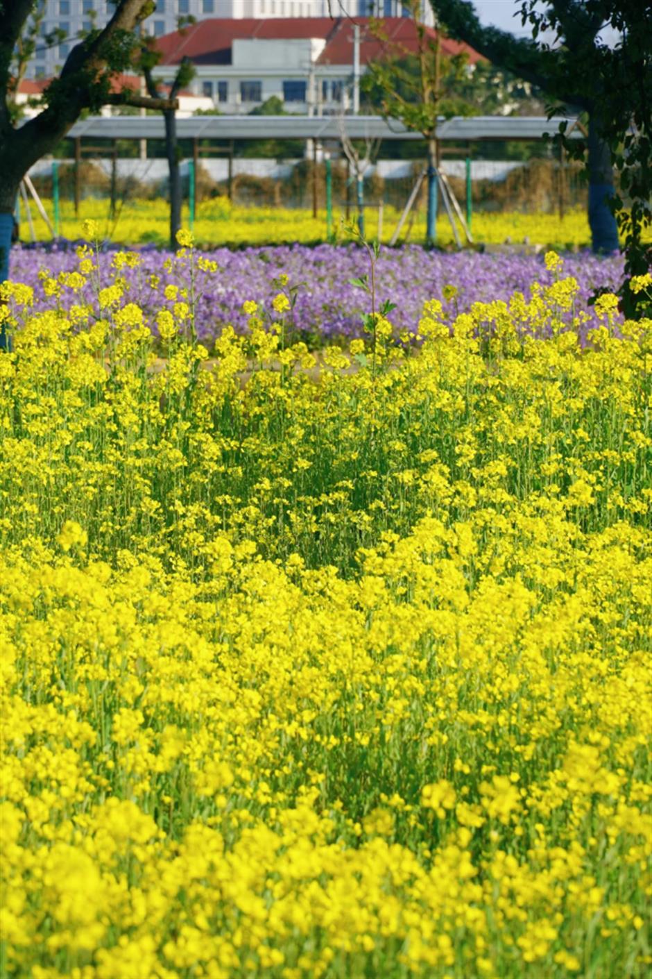 上海的七彩油菜花田,已经美成了莫奈油画!