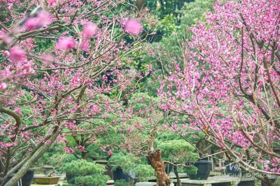 ColorWalk火了!快来虹口开启一场色彩之旅