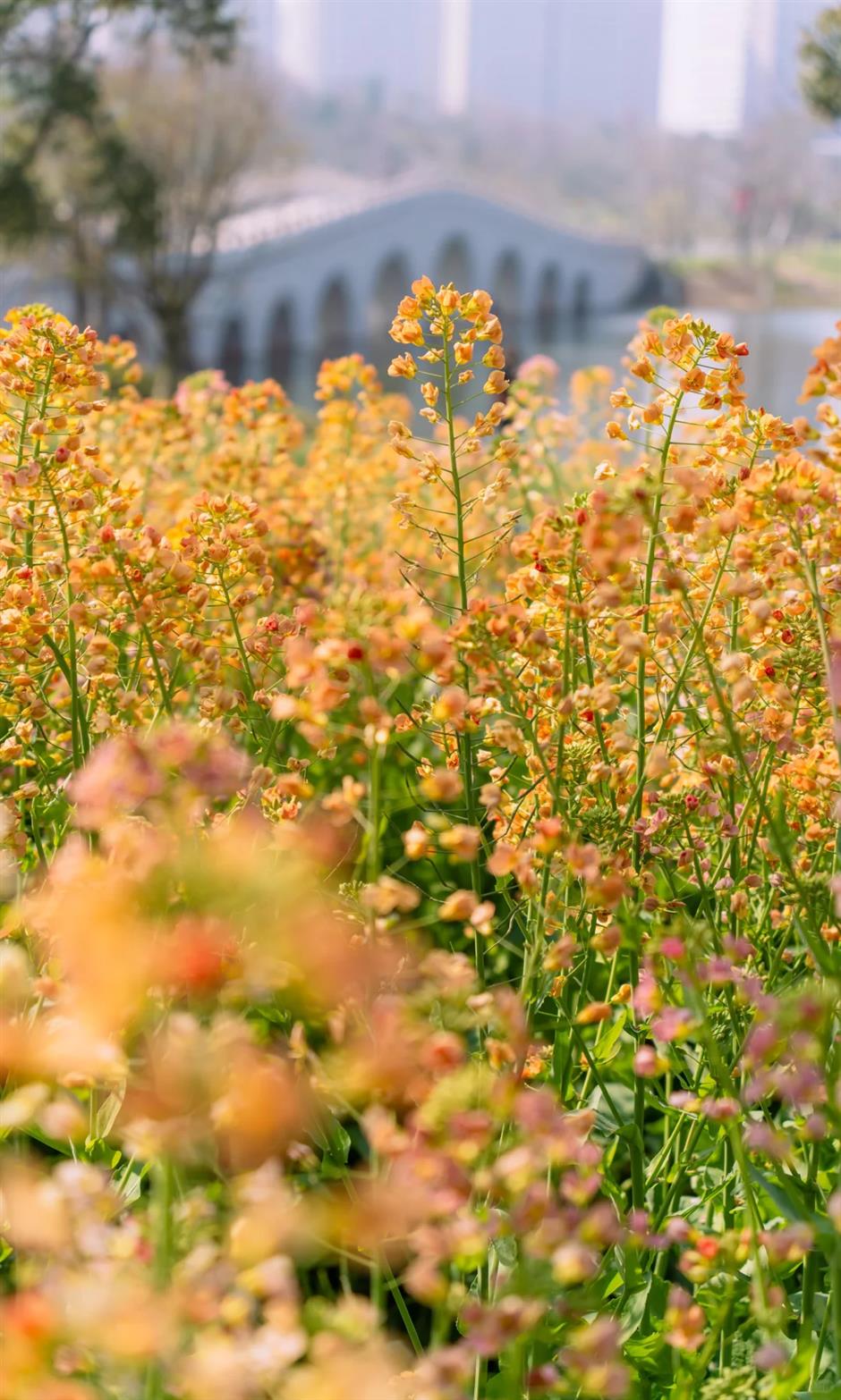 上海的七彩油菜花田,已经美成了莫奈油画!