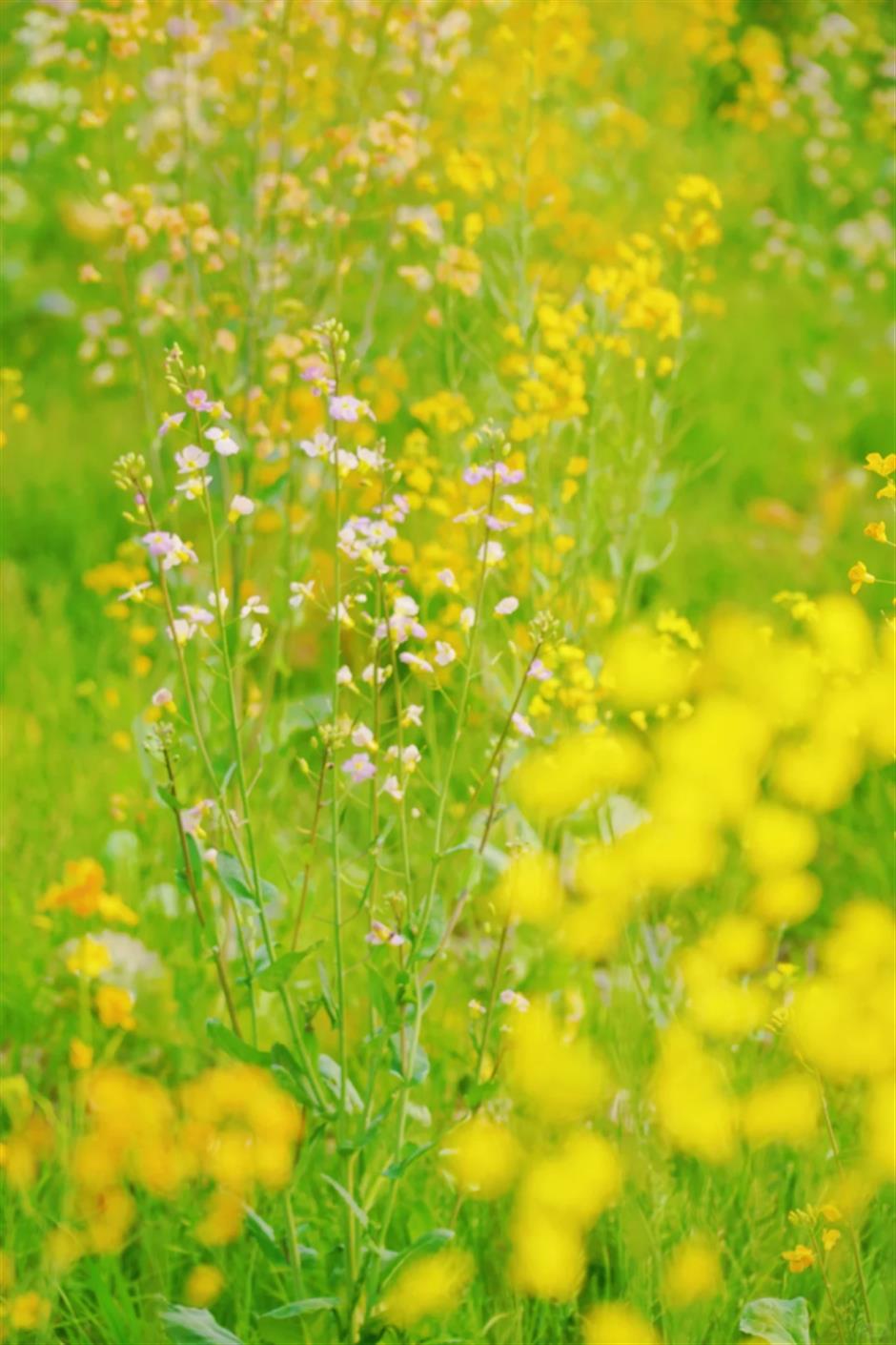 上海的七彩油菜花田,已经美成了莫奈油画!