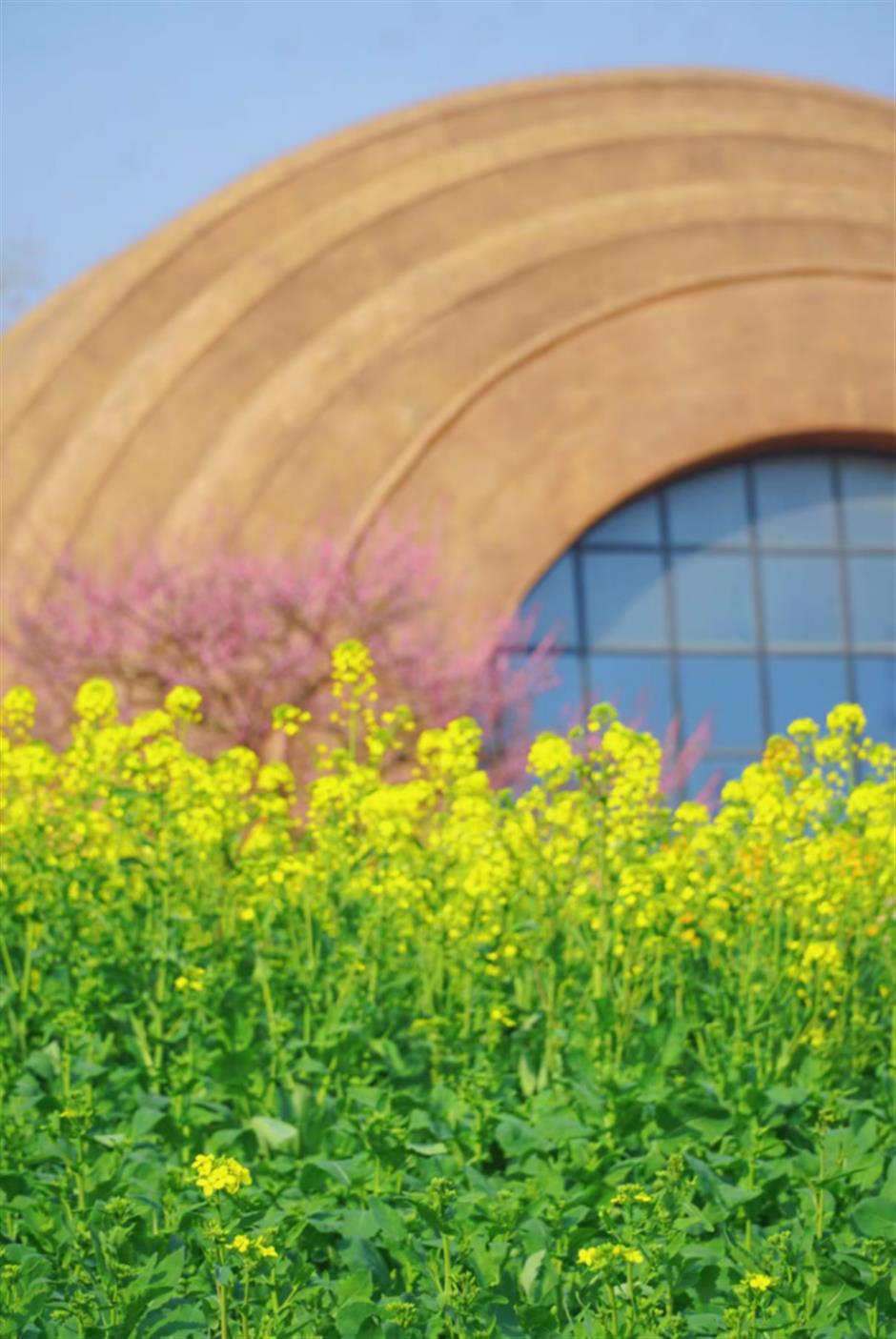 上海的七彩油菜花田,已经美成了莫奈油画!