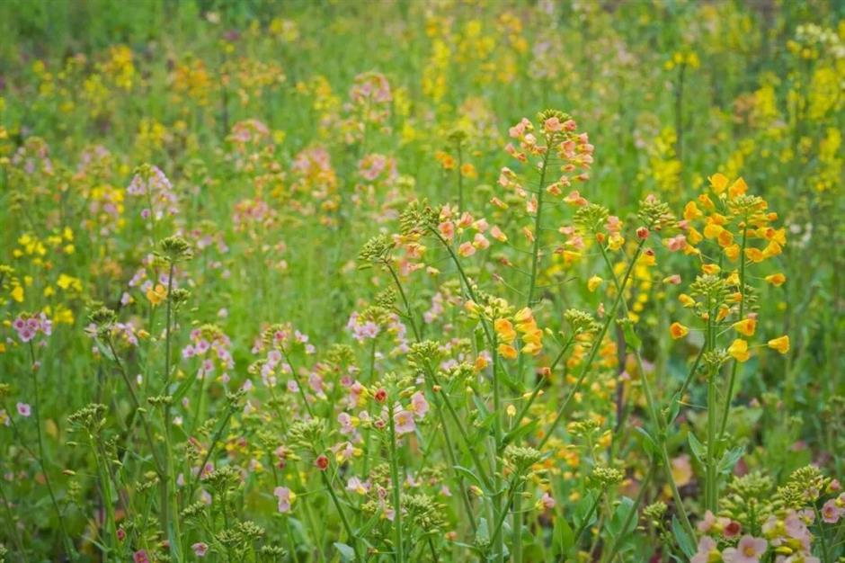 上海的七彩油菜花田,已经美成了莫奈油画!