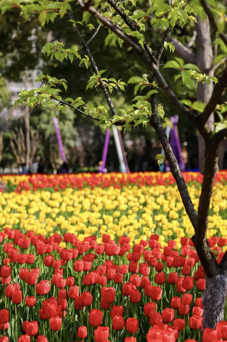 别乱跑了!上海春游天花板都在这里→