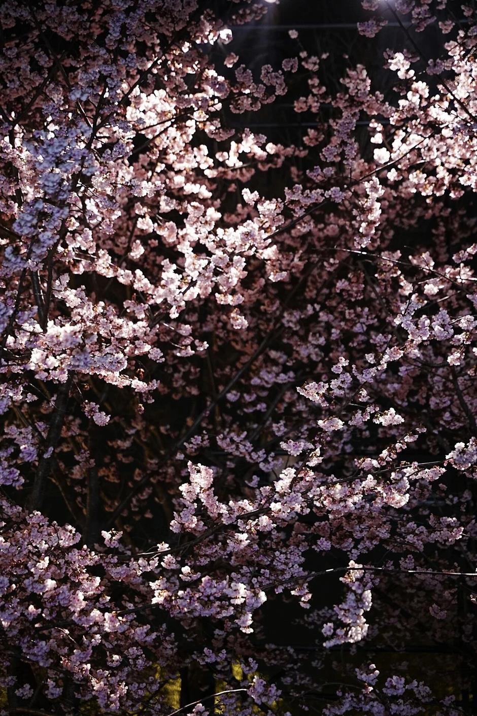 别乱跑了!上海春游天花板都在这里→