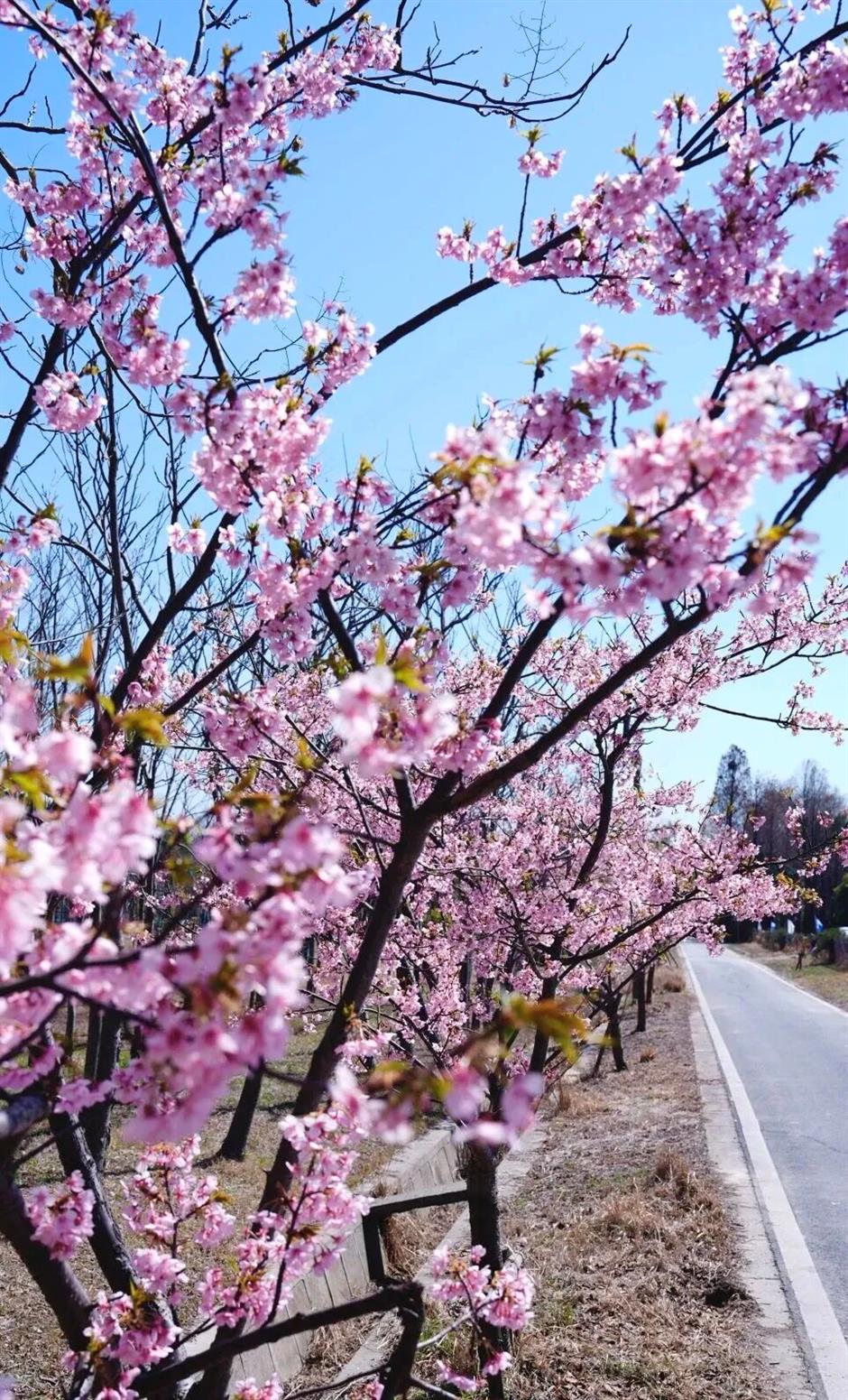 来3月的上海,走花路!