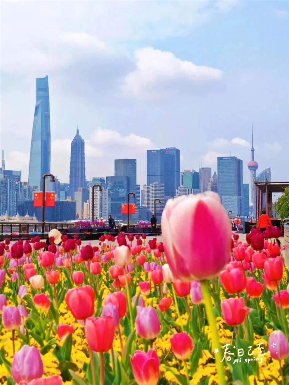 来3月的上海,走花路!