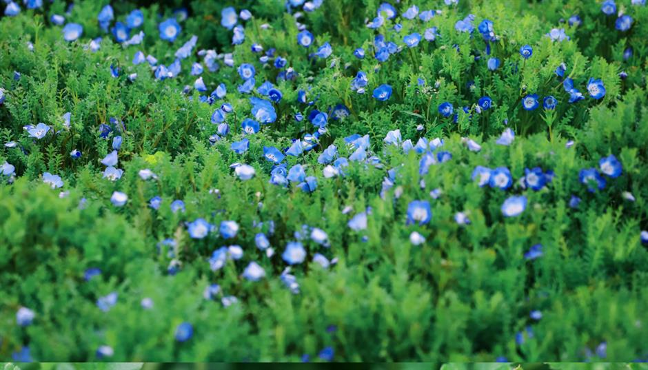 别乱跑了!上海春游天花板都在这里→