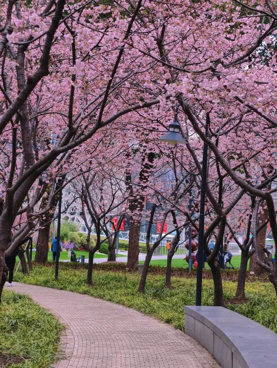 来3月的上海,走花路!