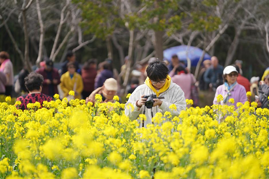 Rapeseed Flower Festival Opens in Fengxian, Highlighting Historic Lanes