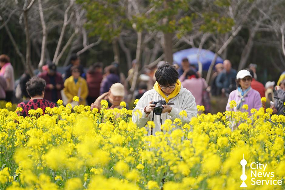 Rapeseed Flower Festival Opens in Fengxian, Highlighting Historic Lanes