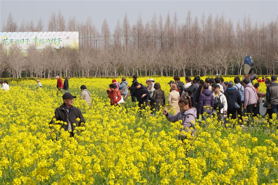 Rapeseed Flower Festival Opens in Fengxian, Highlighting Historic Lanes