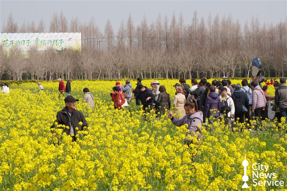 Rapeseed Flower Festival Opens in Fengxian, Highlighting Historic Lanes