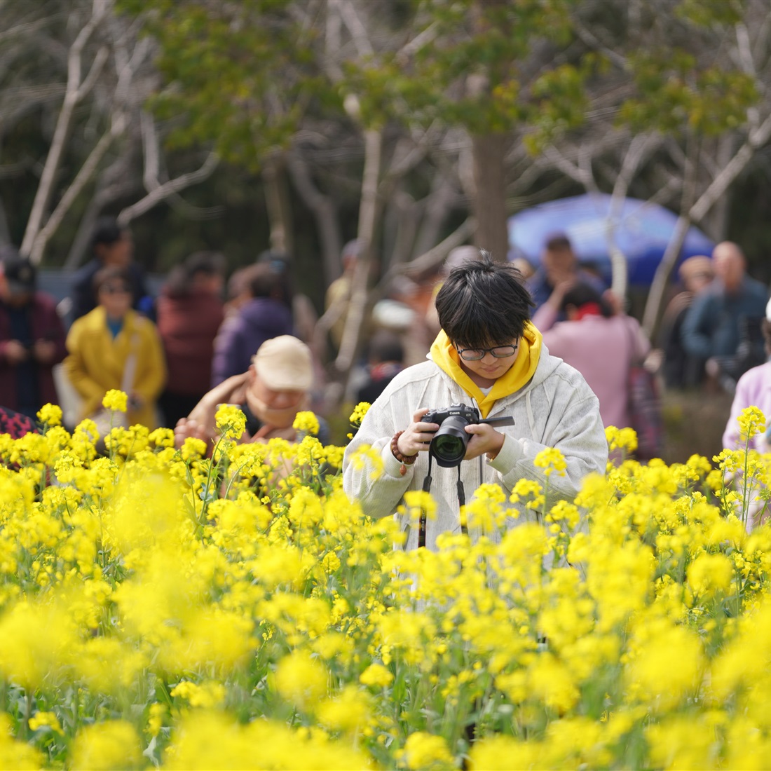 Rapeseed Flower Festival Opens in Fengxian, Highlighting Historic Lanes
