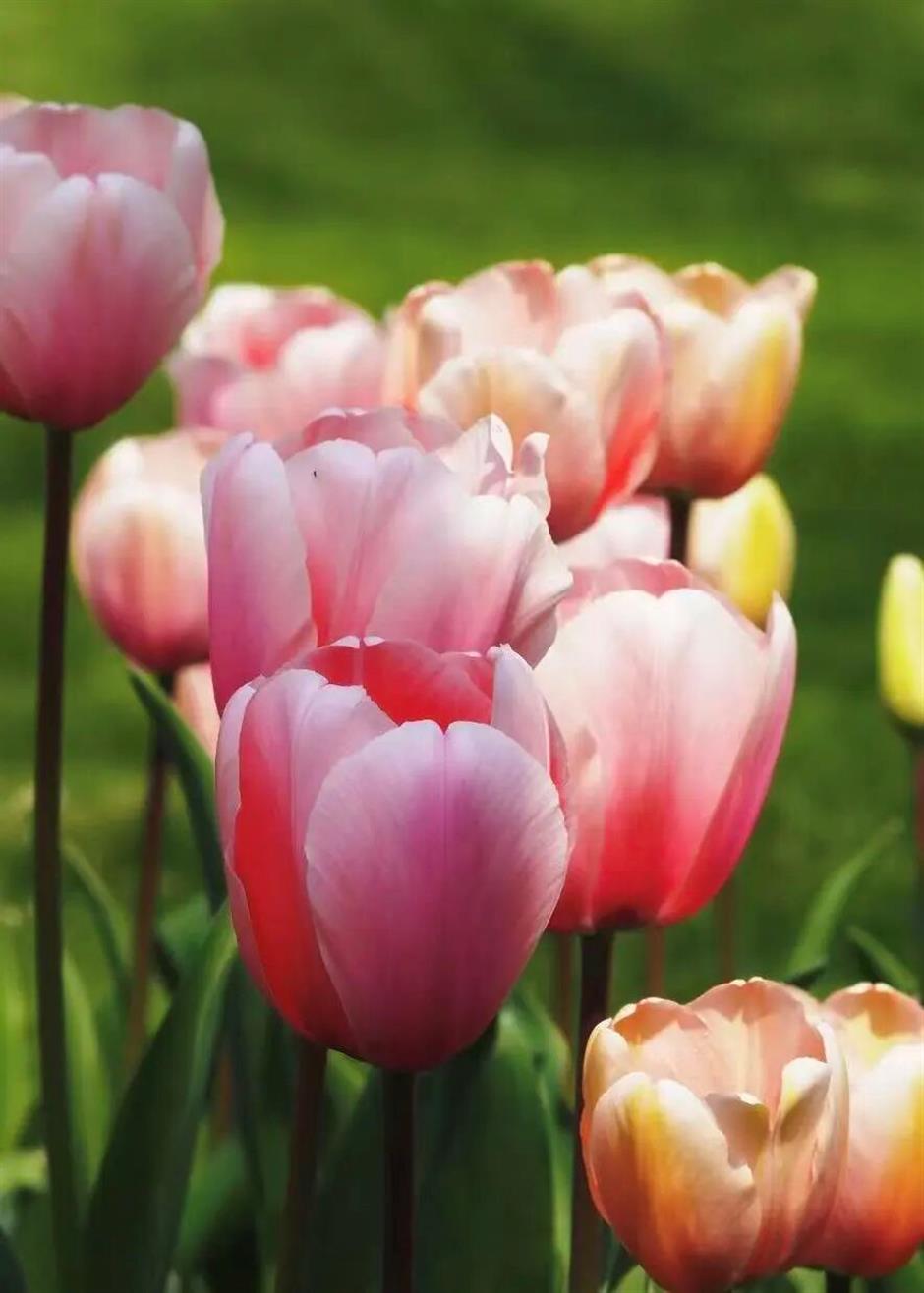 这个春天,一定要走的5条赏花步行线!