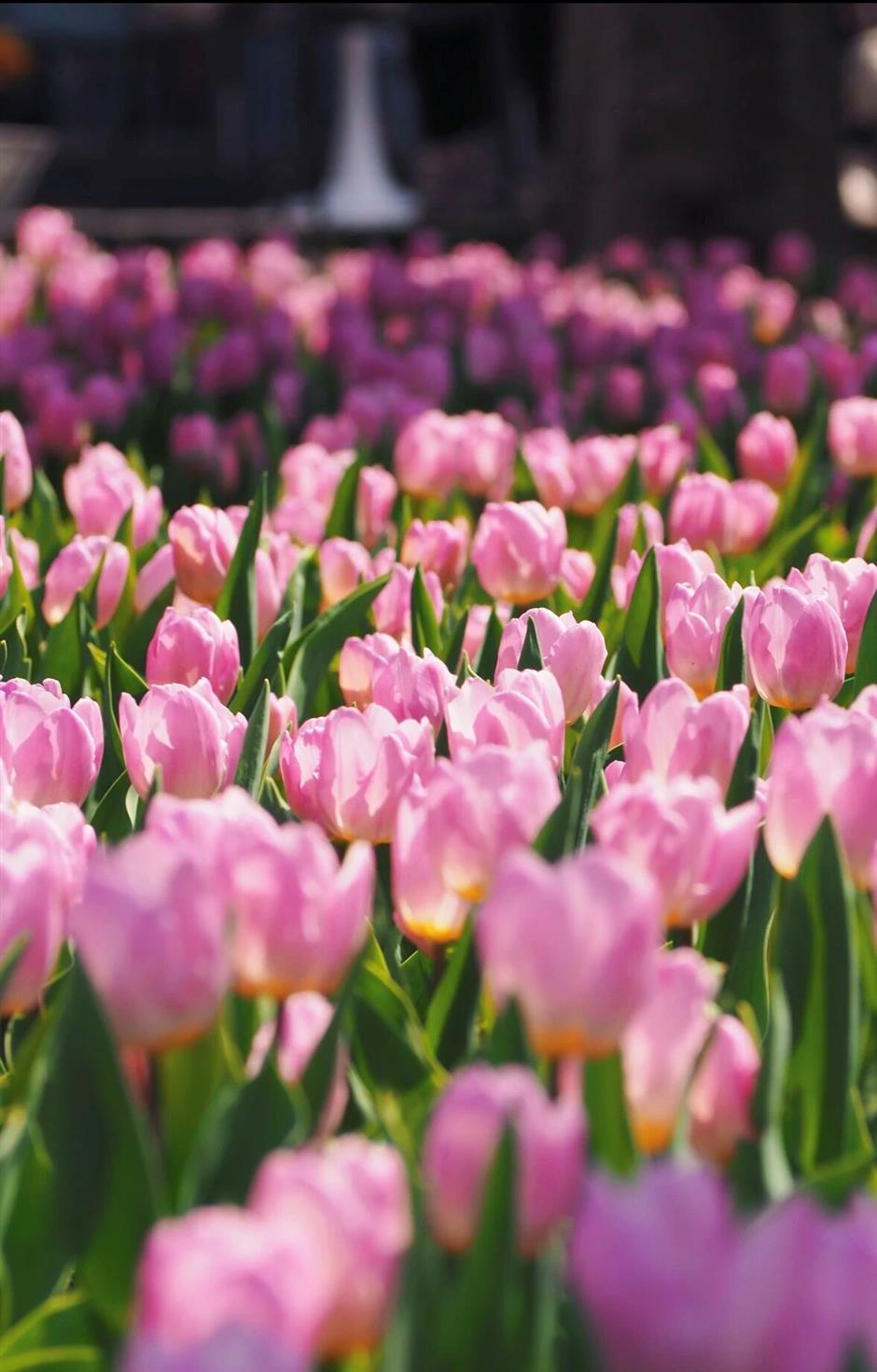 这个春天,一定要走的5条赏花步行线!