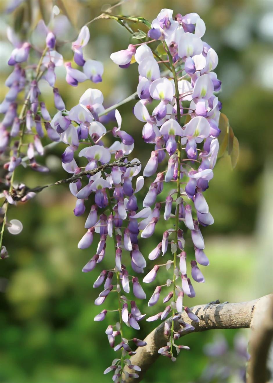 这个春天,一定要走的5条赏花步行线!