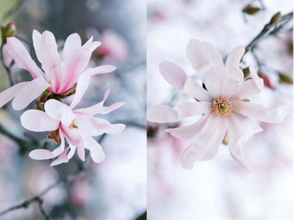 这个春天,一定要走的5条赏花步行线!