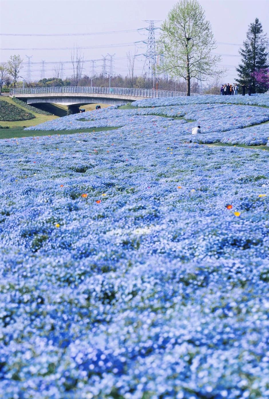这个春天,一定要走的5条赏花步行线!