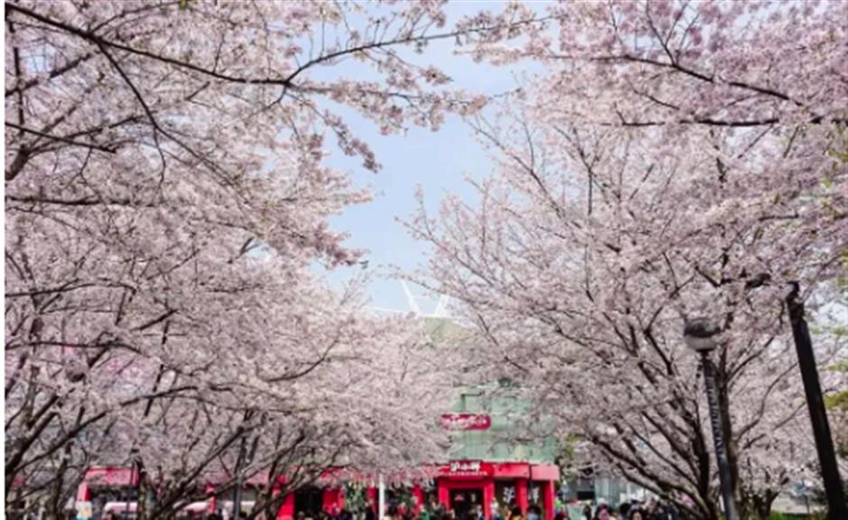 限时一周!虹口都市樱花节回归