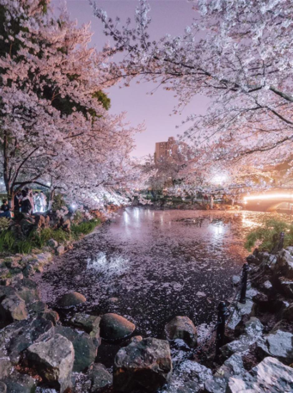 限时一周!虹口都市樱花节回归