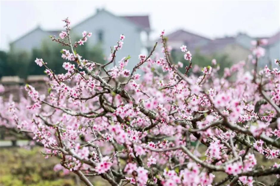 花海春野季免费游,上海桃花节、上海之春开幕......一周文旅生活