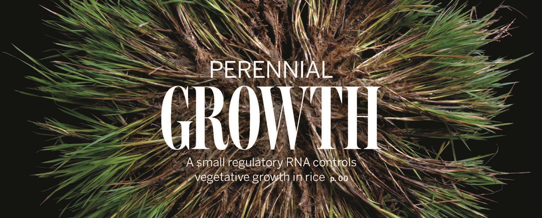 Regrowing Rice? Chinese Scientists Identify Gene That Could Make it Possible