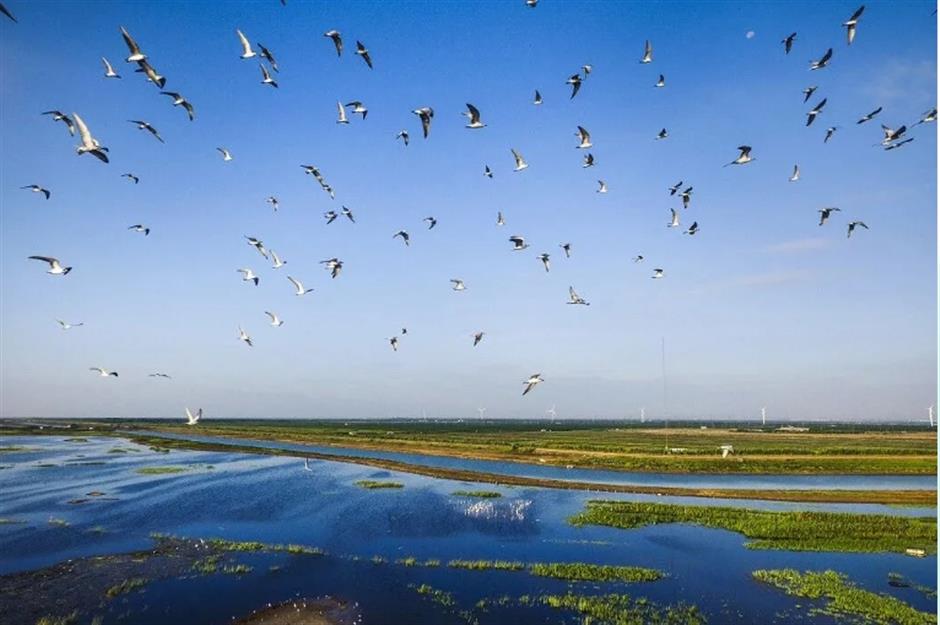踏春正当时!55条上海乡村春游季推荐线路新鲜出炉