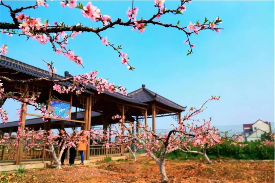 踏春正当时!55条上海乡村春游季推荐线路新鲜出炉