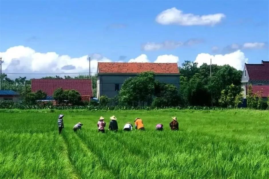 踏春正当时!55条上海乡村春游季推荐线路新鲜出炉