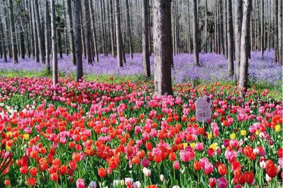 踏春正当时!55条上海乡村春游季推荐线路新鲜出炉