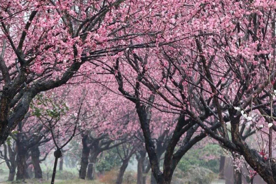 踏春正当时!55条上海乡村春游季推荐线路新鲜出炉