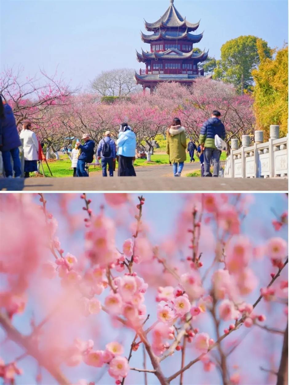 踏春正当时!55条上海乡村春游季推荐线路新鲜出炉