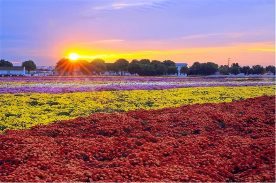 踏春正当时!55条上海乡村春游季推荐线路新鲜出炉