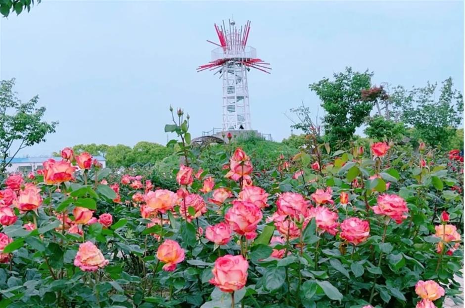 踏春正当时!55条上海乡村春游季推荐线路新鲜出炉