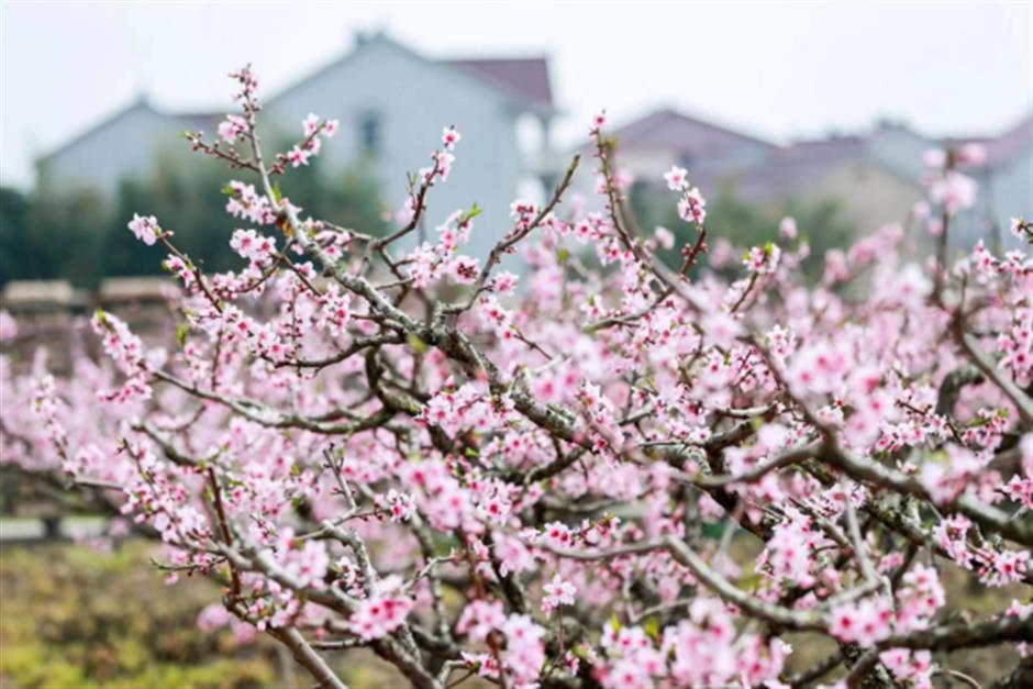 2026上海桃花节定档,最全玩法提前剧透→