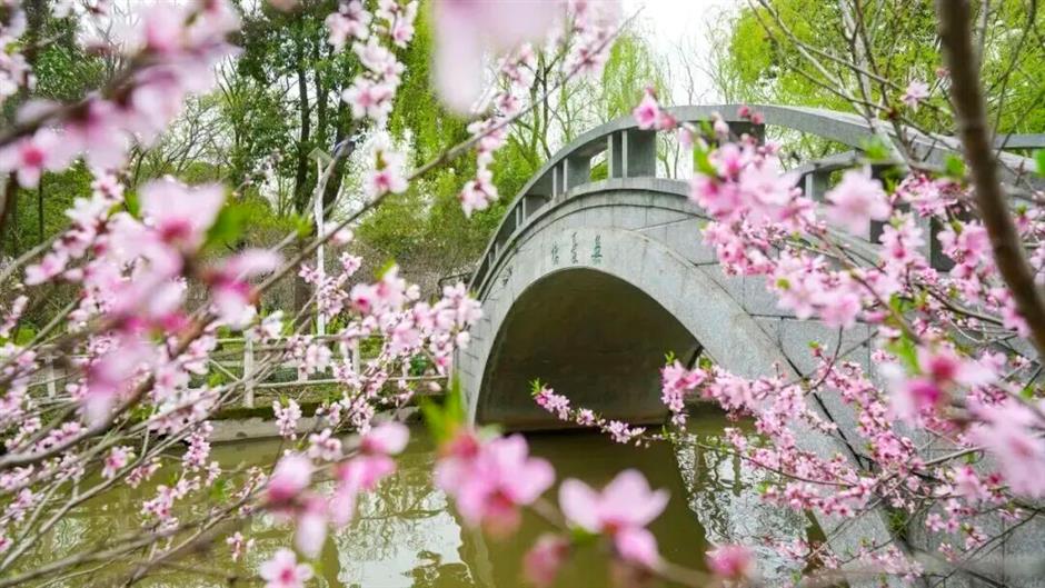 2026上海桃花节定档,最全玩法提前剧透→