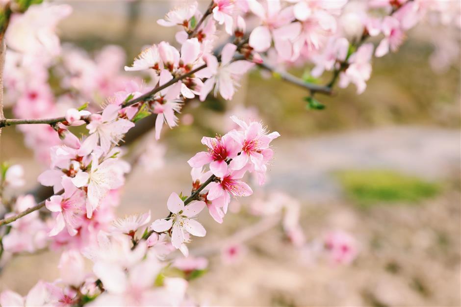 2026上海桃花节定档,最全玩法提前剧透→