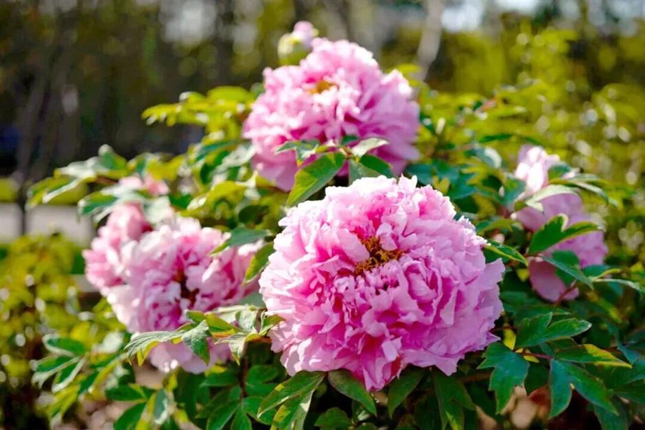 2026上海桃花节定档,最全玩法提前剧透→