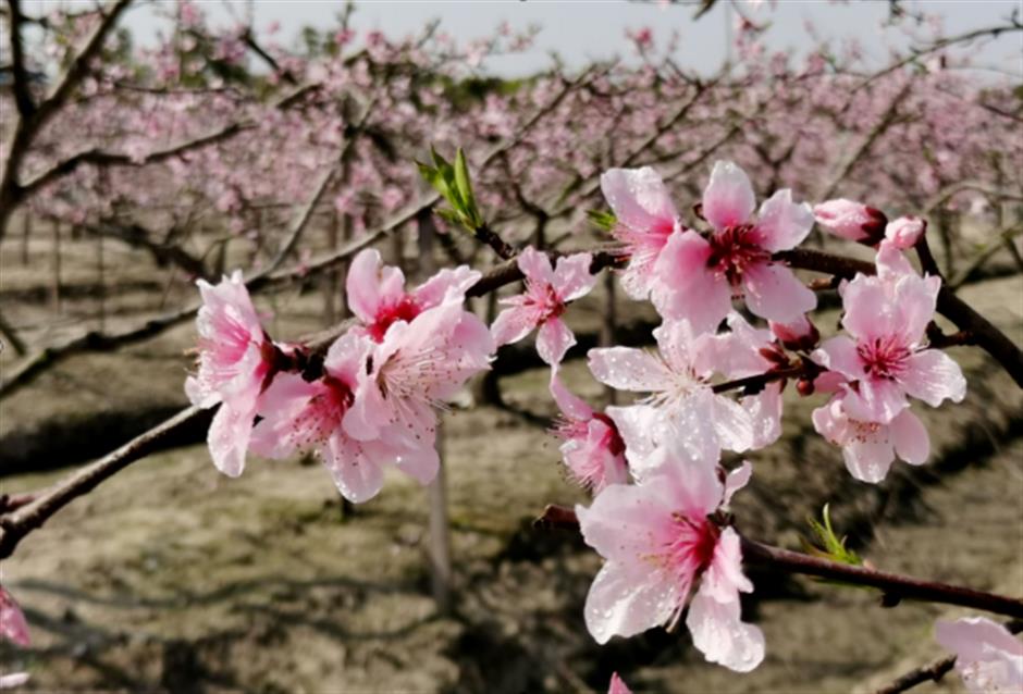 2026上海桃花节定档,最全玩法提前剧透→