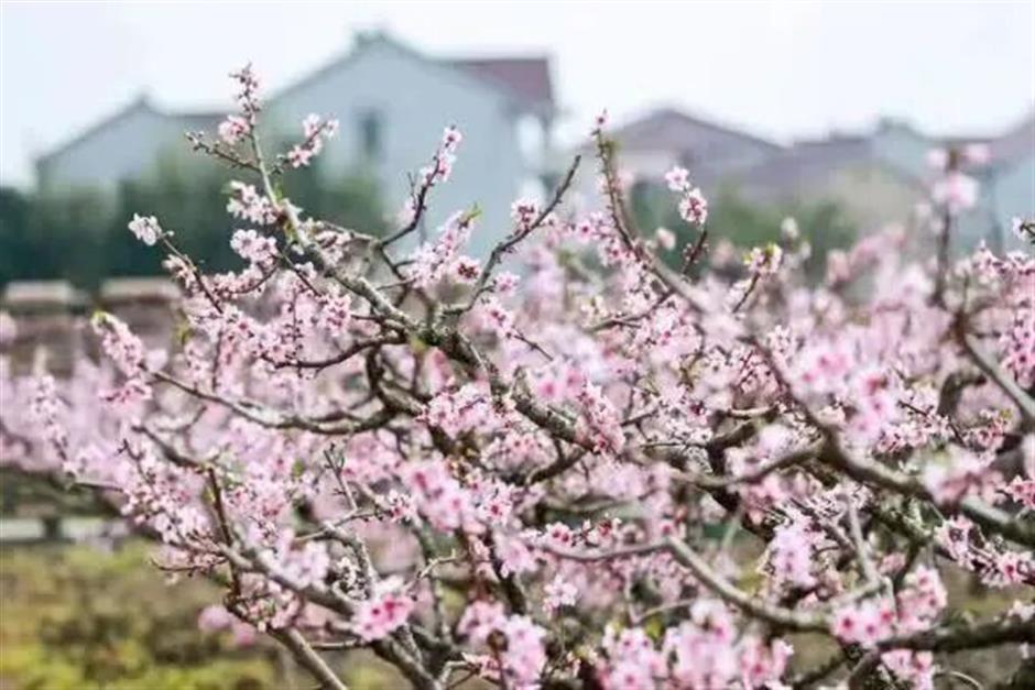 2026上海桃花节定档,最全玩法提前剧透→