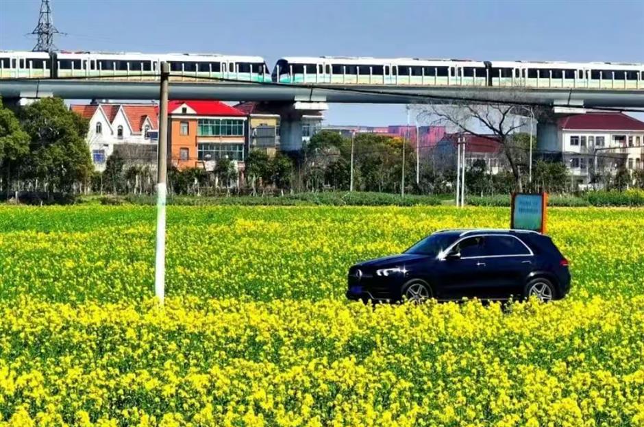 坐着地铁逛临港!16号线把花海、乐园、博物馆……全串起来啦