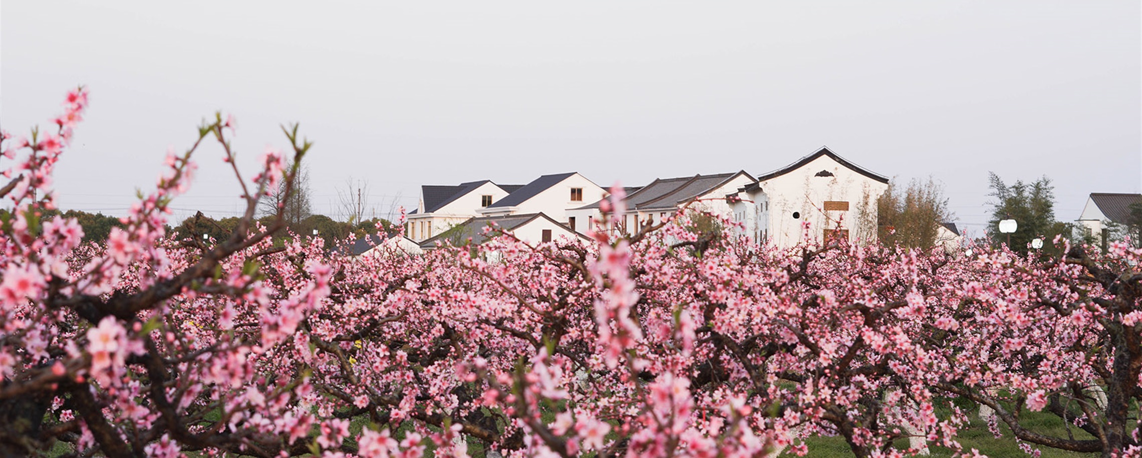 Tourism, Talent, Takings: Shanghai's Comprehensive Rural Revitalization Moves