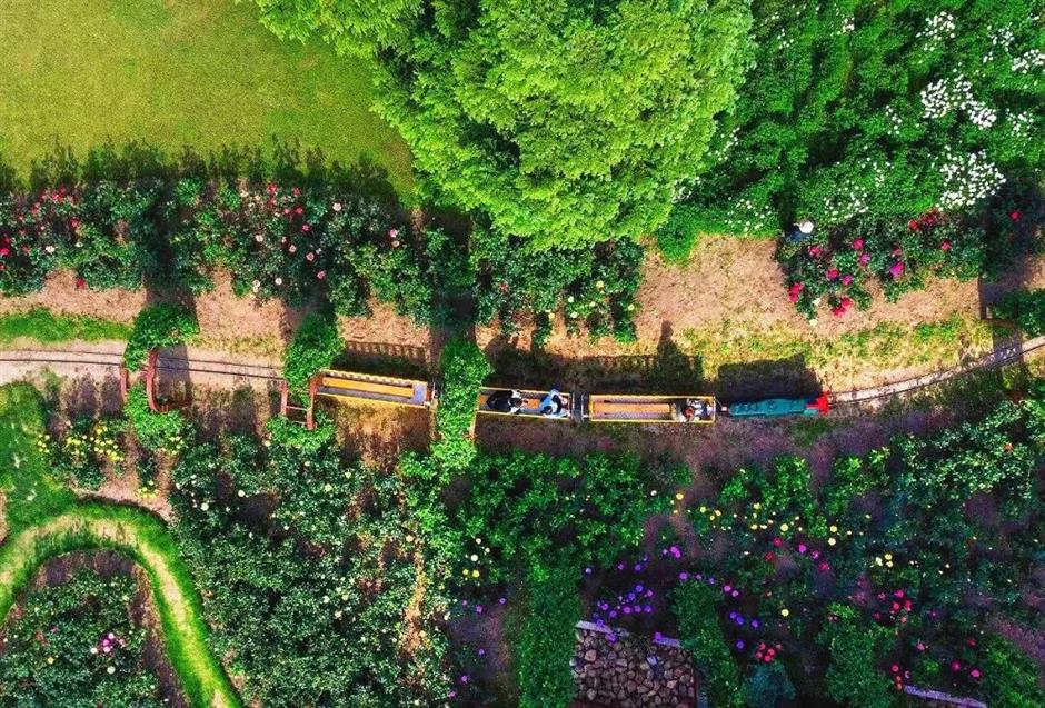 出发!坐上这些开往春天的小火车,在上海沉浸式赏春