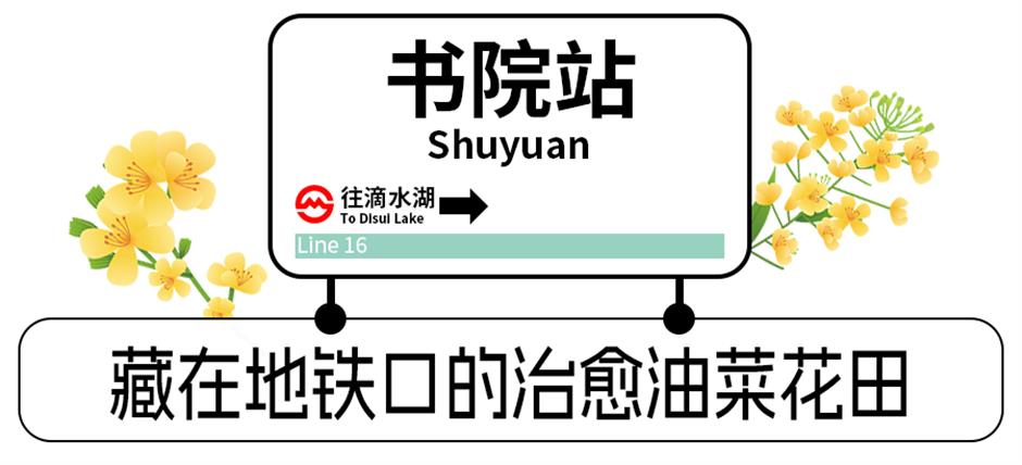 坐着地铁逛临港!16号线把花海、乐园、博物馆……全串起来啦