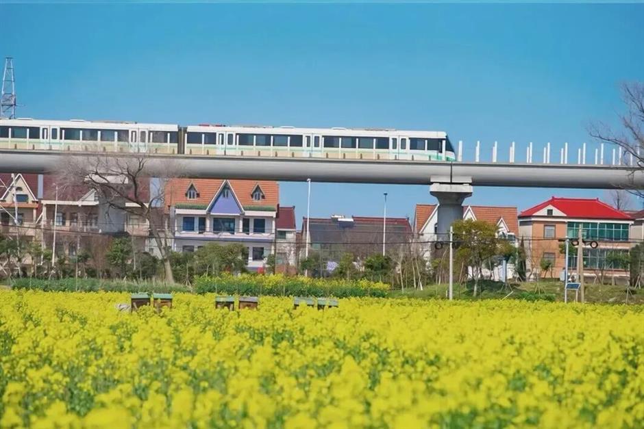 坐着地铁逛临港!16号线把花海、乐园、博物馆……全串起来啦