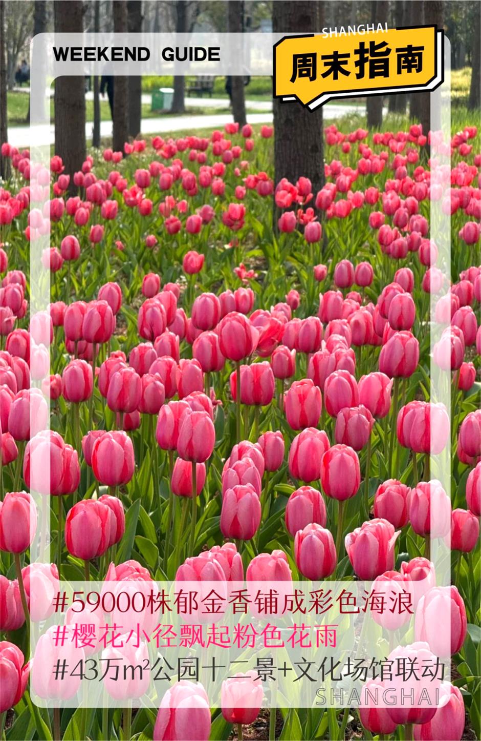 59000株郁金香+樱花小径!上海市区43万㎡免费公园人少景美!