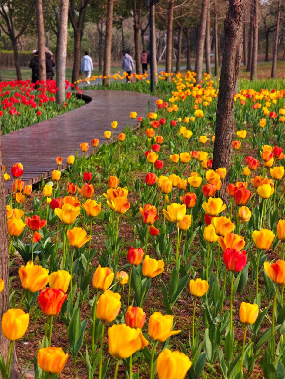59000株郁金香+樱花小径!上海市区43万㎡免费公园人少景美!